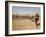 Nomadic Camel Herders Lead their Herd to a Watering Hole in Rural Somaliland, Northern Somalia-Mcconnell Andrew-Framed Photographic Print