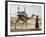 Nomadic Rabhari Tribeswoman Walking in the Kachchh Desert, Lakhdar District, Gujarat-Annie Owen-Framed Photographic Print