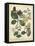 Non-Embellish Enchanted Garden I-Sydenham Teast Edwards-Framed Stretched Canvas