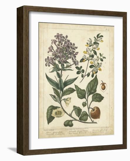 Non-Embellish Enchanted Garden II-Sydenham Teast Edwards-Framed Art Print