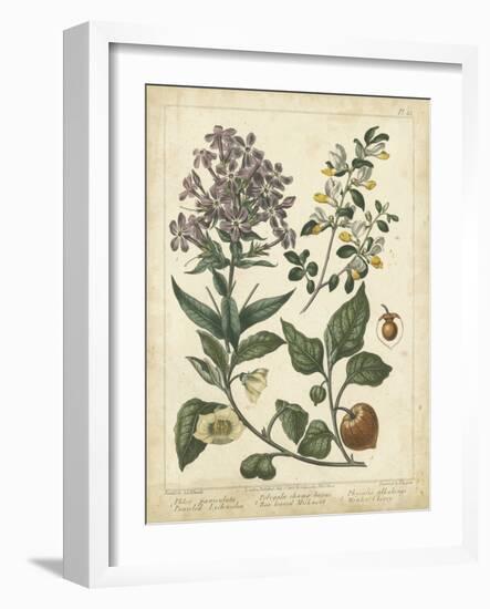Non-Embellish Enchanted Garden II-Sydenham Teast Edwards-Framed Art Print
