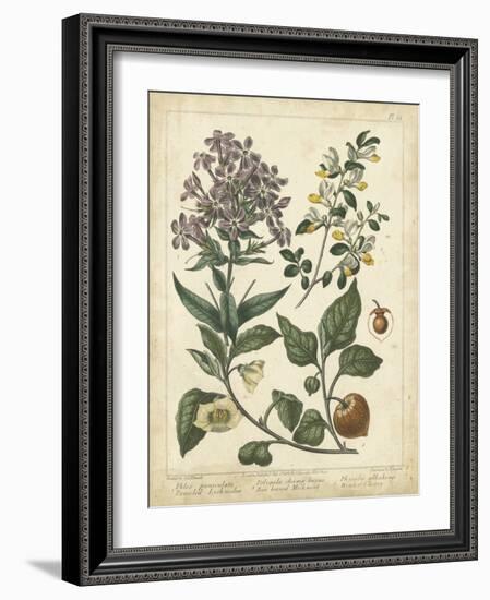 Non-Embellish Enchanted Garden II-Sydenham Teast Edwards-Framed Art Print