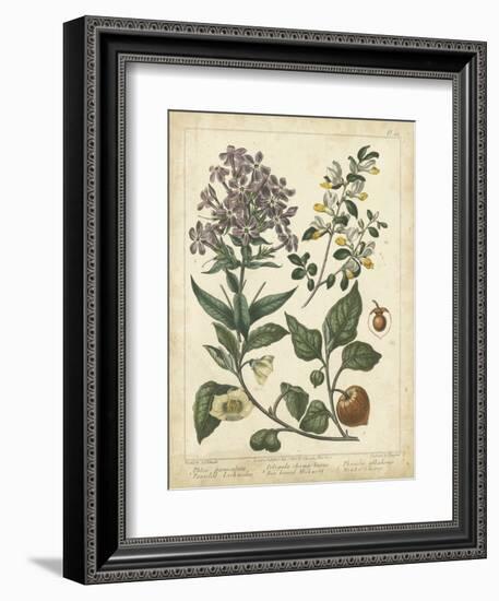 Non-Embellish Enchanted Garden II-Sydenham Teast Edwards-Framed Art Print