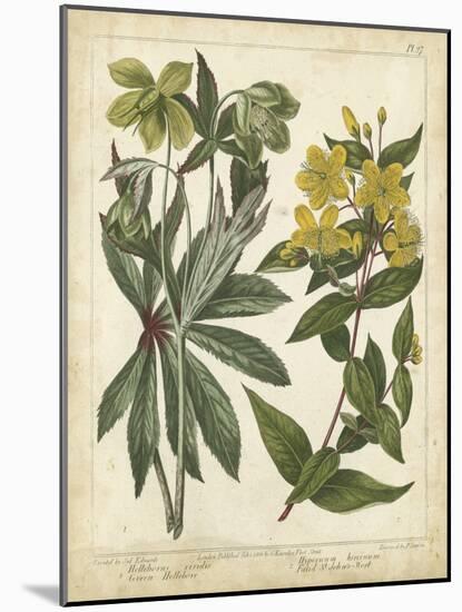 Non-Embellish Enchanted Garden III-Sydenham Teast Edwards-Mounted Art Print