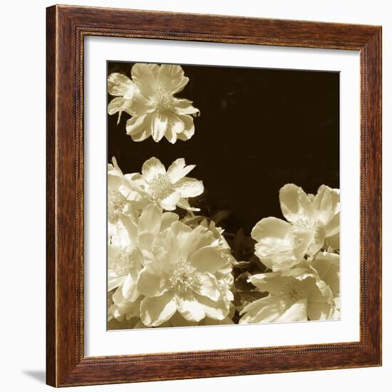 Non-Embellished Sepia Peonies I-null-Framed Art Print