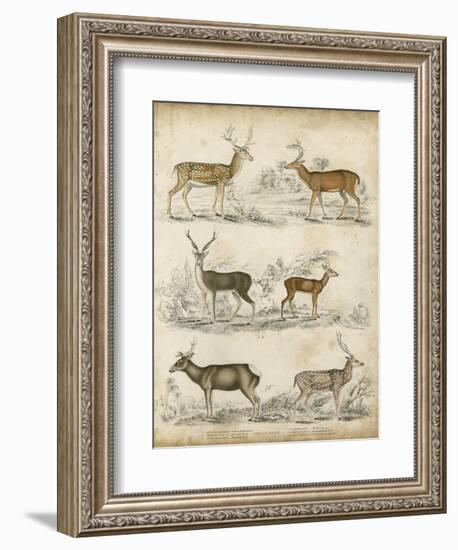 Non-Embellished Species of Deer-null-Framed Art Print