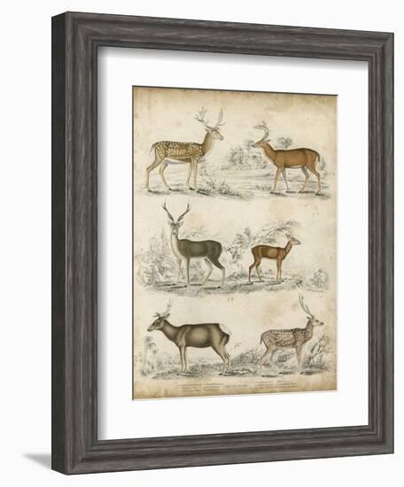 Non-Embellished Species of Deer-null-Framed Art Print