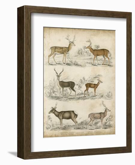 Non-Embellished Species of Deer-null-Framed Art Print