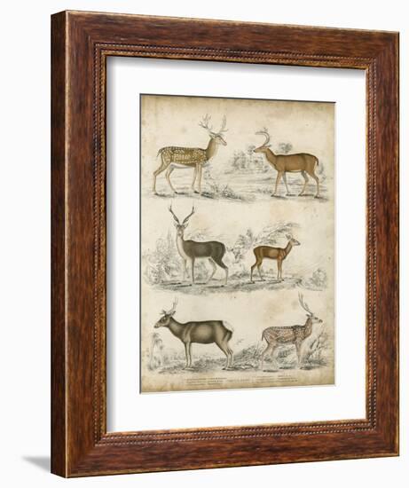 Non-Embellished Species of Deer--Framed Art Print