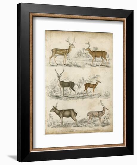 Non-Embellished Species of Deer-null-Framed Art Print