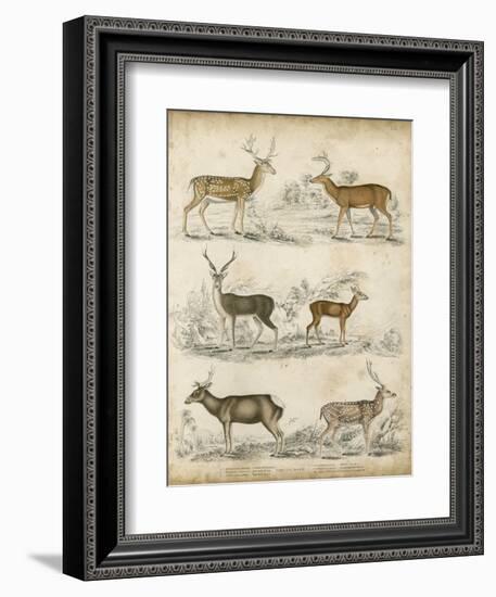 Non-Embellished Species of Deer-null-Framed Art Print