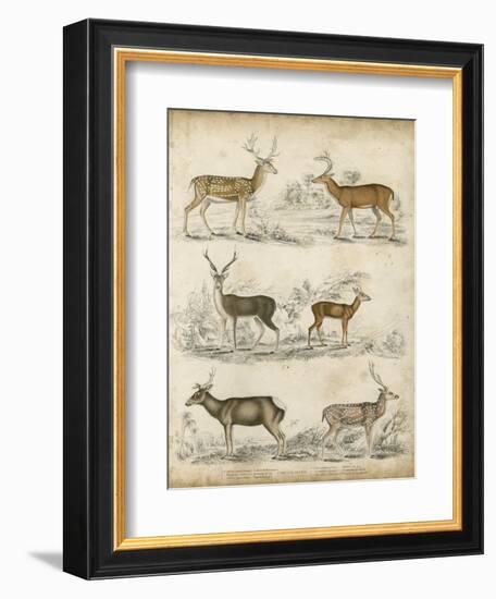 Non-Embellished Species of Deer-null-Framed Art Print