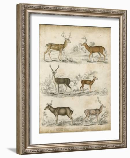 Non-Embellished Species of Deer-null-Framed Art Print