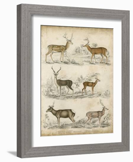 Non-Embellished Species of Deer-null-Framed Art Print