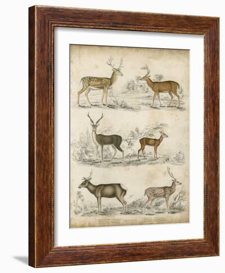 Non-Embellished Species of Deer-null-Framed Art Print