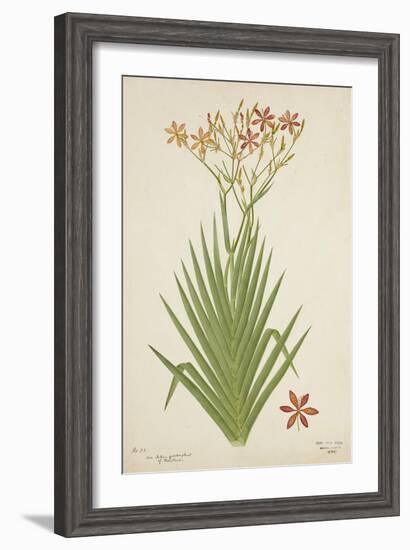 Non Indian Garden Plant Of Montbretia, 1800-10--Framed Giclee Print