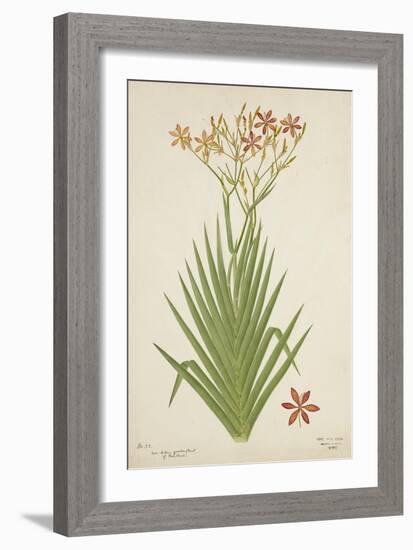 Non Indian Garden Plant Of Montbretia, 1800-10-null-Framed Giclee Print