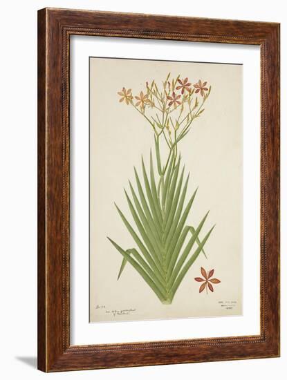 Non Indian Garden Plant Of Montbretia, 1800-10-null-Framed Giclee Print