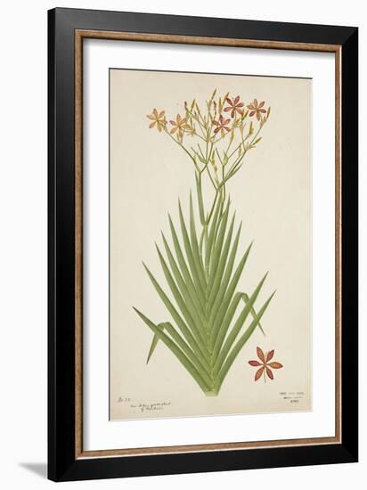 Non Indian Garden Plant Of Montbretia, 1800-10-null-Framed Giclee Print