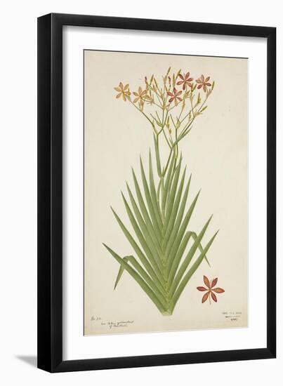 Non Indian Garden Plant Of Montbretia, 1800-10-null-Framed Giclee Print