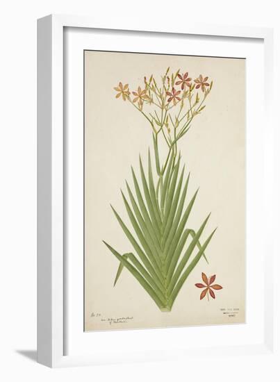 Non Indian Garden Plant Of Montbretia, 1800-10-null-Framed Giclee Print