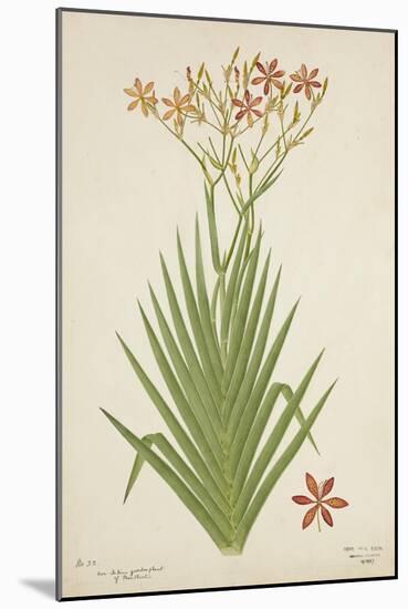 Non Indian Garden Plant Of Montbretia, 1800-10-null-Mounted Giclee Print