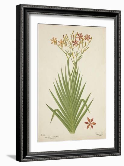 Non Indian Garden Plant Of Montbretia, 1800-10-null-Framed Giclee Print