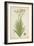 Non Indian Garden Plant Of Montbretia, 1800-10-null-Framed Giclee Print