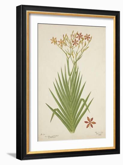 Non Indian Garden Plant Of Montbretia, 1800-10-null-Framed Giclee Print