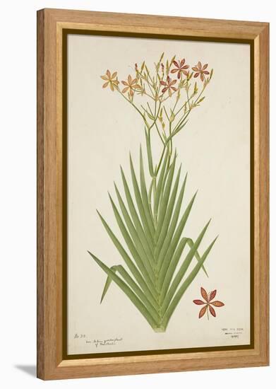 Non Indian Garden Plant Of Montbretia, 1800-10-null-Framed Premier Image Canvas