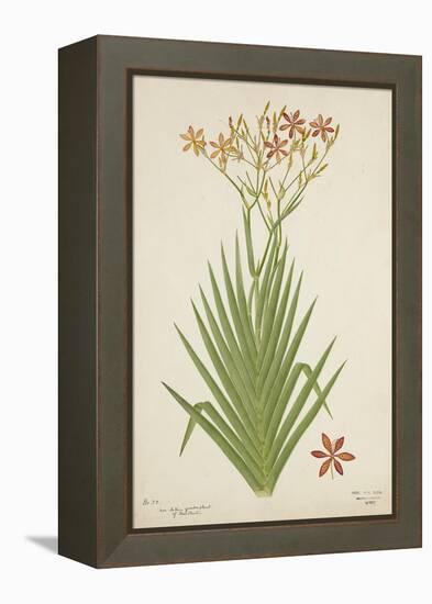 Non Indian Garden Plant Of Montbretia, 1800-10-null-Framed Premier Image Canvas