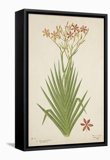 Non Indian Garden Plant Of Montbretia, 1800-10-null-Framed Premier Image Canvas