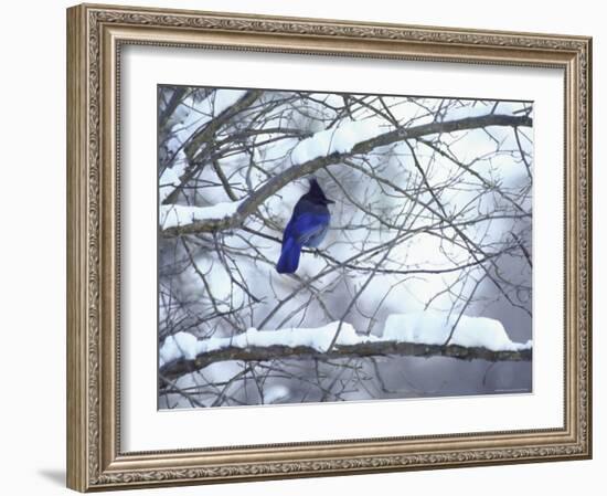 Non Migratory Stellar's Jay Perching in Tree in Idaho Primitive Area-John Dominis-Framed Photographic Print