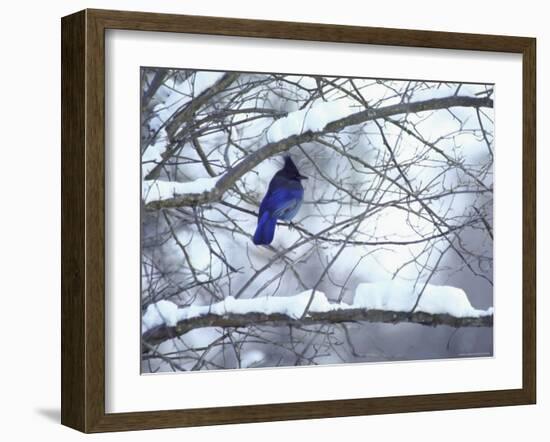 Non Migratory Stellar's Jay Perching in Tree in Idaho Primitive Area-John Dominis-Framed Photographic Print