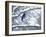 Non Migratory Stellar's Jay Perching in Tree in Idaho Primitive Area-John Dominis-Framed Photographic Print