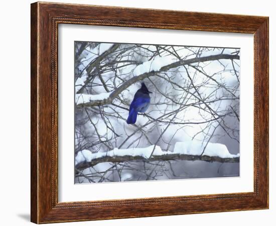 Non Migratory Stellar's Jay Perching in Tree in Idaho Primitive Area-John Dominis-Framed Photographic Print