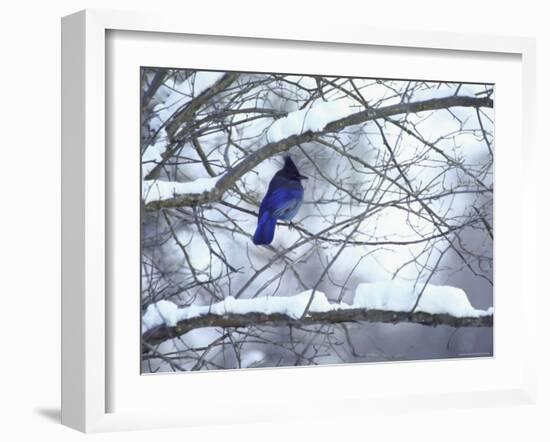 Non Migratory Stellar's Jay Perching in Tree in Idaho Primitive Area-John Dominis-Framed Photographic Print