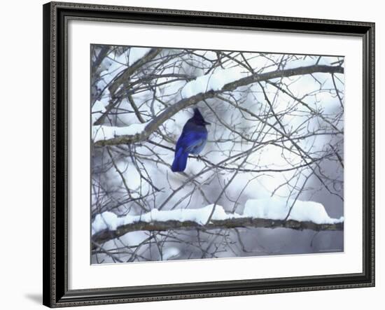 Non Migratory Stellar's Jay Perching in Tree in Idaho Primitive Area-John Dominis-Framed Photographic Print