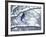 Non Migratory Stellar's Jay Perching in Tree in Idaho Primitive Area-John Dominis-Framed Photographic Print