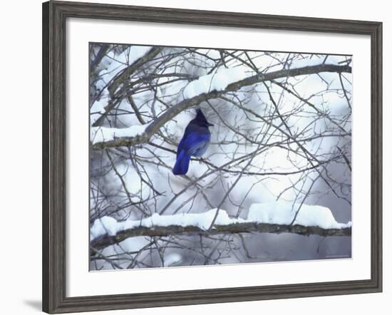 Non Migratory Stellar's Jay Perching in Tree in Idaho Primitive Area-John Dominis-Framed Photographic Print