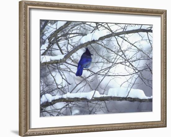 Non Migratory Stellar's Jay Perching in Tree in Idaho Primitive Area-John Dominis-Framed Photographic Print