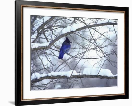 Non Migratory Stellar's Jay Perching in Tree in Idaho Primitive Area-John Dominis-Framed Photographic Print