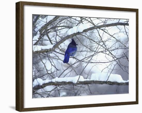 Non Migratory Stellar's Jay Perching in Tree in Idaho Primitive Area-John Dominis-Framed Photographic Print