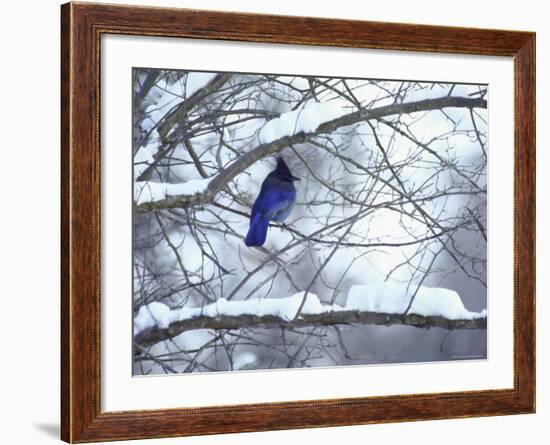 Non Migratory Stellar's Jay Perching in Tree in Idaho Primitive Area-John Dominis-Framed Photographic Print