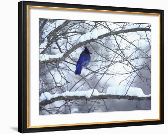 Non Migratory Stellar's Jay Perching in Tree in Idaho Primitive Area-John Dominis-Framed Photographic Print