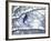 Non Migratory Stellar's Jay Perching in Tree in Idaho Primitive Area-John Dominis-Framed Photographic Print