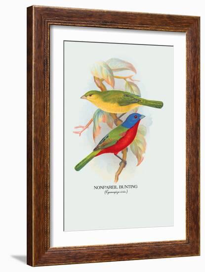 Nonpareil Bunting-Arthur G. Butler-Framed Art Print