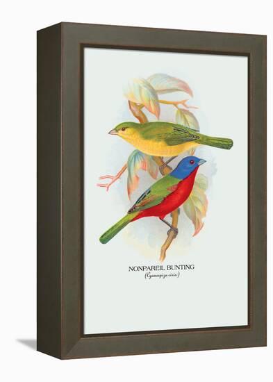 Nonpareil Bunting-Arthur G. Butler-Framed Stretched Canvas