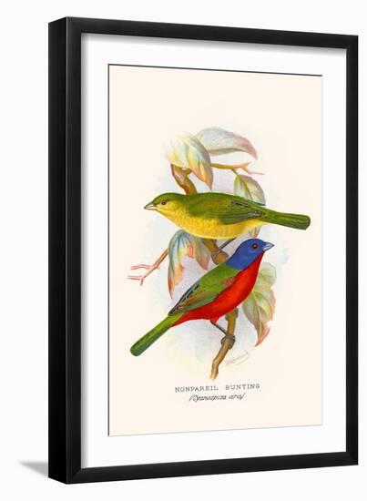 Nonpareil Bunting-F.w. Frohawk-Framed Art Print