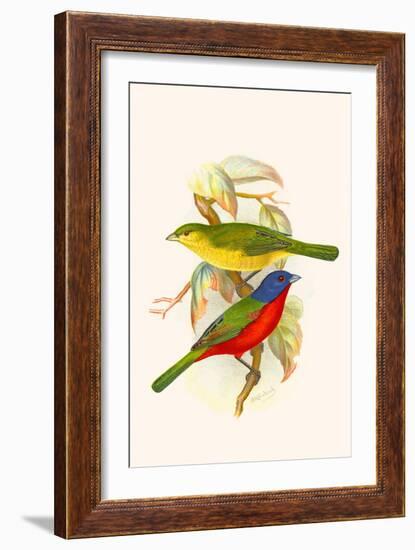 Nonpareil Bunting-F.w. Frohawk-Framed Art Print